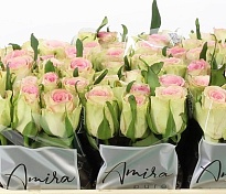 Роза Fashion Girl дл.50 10шт