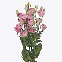 Эустома Rosita Bright Pink 10шт