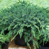 Можжевельник (Juniperus) чешуйчатый Блю Компакт d9 18шт