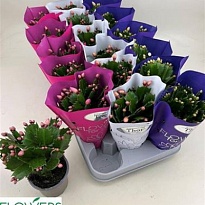 Шлюмбергера микс тон сур тон d9 h20 18шт