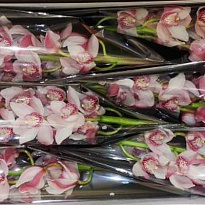 Орхидея Cymbidium Candy King дл.80 *6 1шт