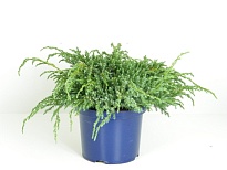 Можжевельник (Juniperus) чешуйчатый Блю Карпет d17 h35 6шт
