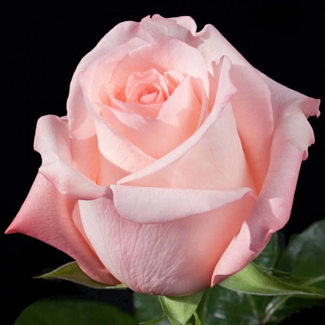 Роза Mystic Engagement дл.60 25шт