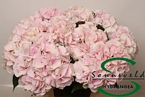 Гортензия Royal Bliss дл.80 d22 1шт