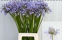 Агапантус Blue 10шт