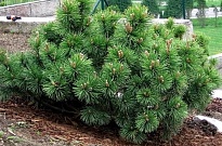 Сосна (Pinus) горная Пумило 1л 1шт
