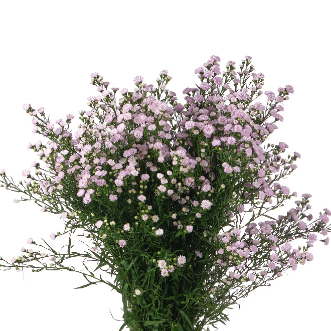 Астер Astee Pink Pearl 5шт