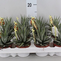 Хавортия Big Band d5 h10 20шт