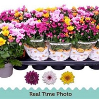 Хризантема Карнавал Отэм Меланж d12 h25 10шт