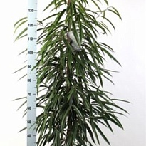 Фикус Али d27 h115 1шт