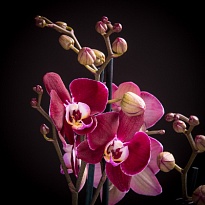 Орхидея Фален. Магдалена 2-4ст d12 h60 10шт