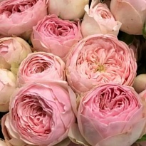 Роза Мэнсфилд Парк пионовид. (МЦ) дл.50 10шт/уп