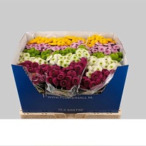 Хризантема сантини Mix Pompon (mixbunch) 25шт