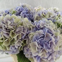 Гортензия Verena Blue Classic дл.60 d20-22 1шт