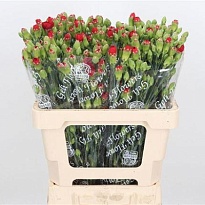 Гвоздика кустовая Red Kiss 10шт