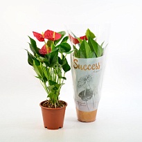 Антуриум Саксесс Ред d12 h40 10шт