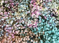 Гипсофила Floramarcorp S.a.s. Tinted Rainbow 1000gr 25шт