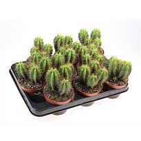 Кактус Хели Ченд Микс d10 h15 9шт