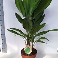 Пальма Ликуала d29 h110 1шт