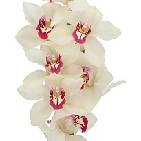 Орхидея Cymbidium Ivory*12 дл.50 1шт