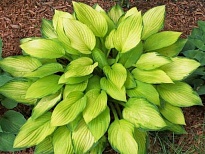 Хоста Голд Стандарт 1шт*