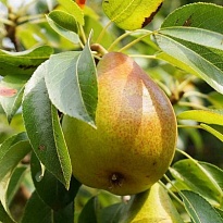 Груша Гера 2-х лет/С 1шт