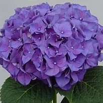 Гортензия Rodeo Purple дл.80 d21 1шт
