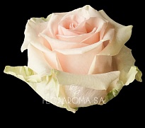 Роза Floraroma Amarosa дл.50 25шт