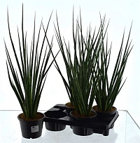 Сансевиерия Цилиндр. Экстра d15 h60 4шт