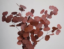 Эвкалипт Цинерия сухоцвет, 100г, каштановый
