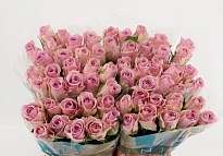 Роза Lovely Auqa дл.40 10шт