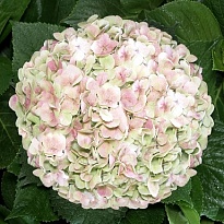 Гортензия Condor Andino Sas Light Purple Green дл.PREMIUM 1шт