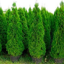 Туя (Thuja) западная Смарагд 43л h220-240 1шт