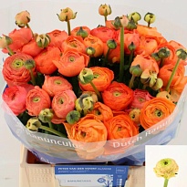 Лютик Aazur Salmon 10шт