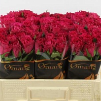 Роза Madam Cerise дл.50 10шт