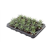 Хавортия Конколор  d7 h11 20шт