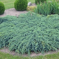 Можжевельник (Juniperus) чешуйчатый Блю Карпет 2л h40-50 1шт