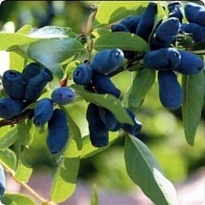 Жимолость Лазурная (ОКС) 1шт