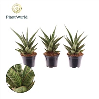 Сансевиерия Буги Вуги d7 h15 16шт