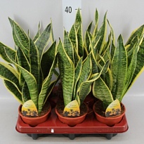 Сансевиерия Футура Суперба d11 h40 8шт