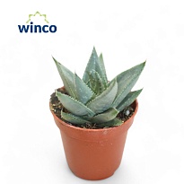 Алоэ Саванна d5 h10 20шт