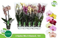 Орхидея Фален. Экстра микс 3 ст d12 h70 10шт