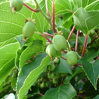 Актинидия (Actinidia) Аргута Иссаи d9 h30-40 18шт