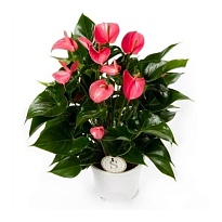 Антуриум Пинк Чемпион d17 h65 6шт