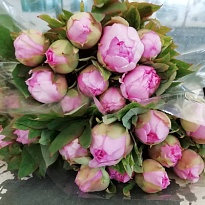 Пион Pink Arborea 10шт
