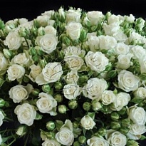 Роза кустовая Snowflake дл.50 10 шт