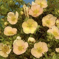 Лапчатка (Potentilla) кустарниковая Дей Даун d17 h40 (СГ) 1шт