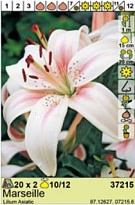 Лилия Марсель аз. 10/12 2шт*