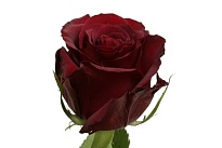 Роза Annefl Red Paris дл.50 25шт