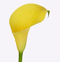 Калла Sunya 5шт